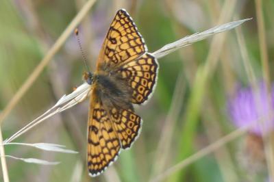 <i>Melitaea cinxia</i>