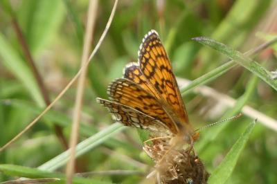 <i>Melitaea parthenoides</i>