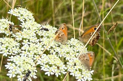 <i>Coenonympha pamphilus</i>