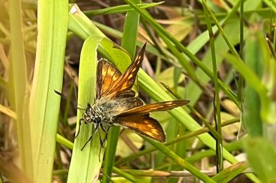 <i>Ochlodes sylvanus</i>