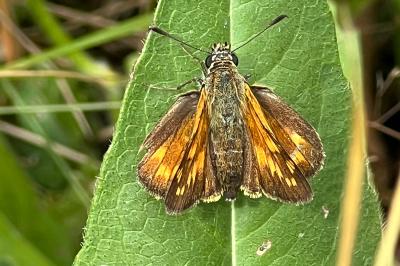 <i>Ochlodes sylvanus</i>