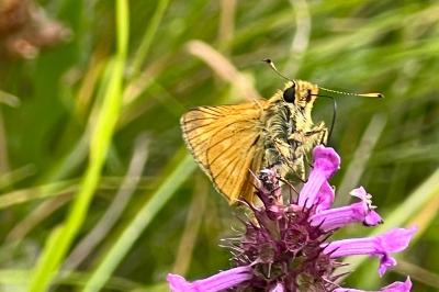 <i>Ochlodes sylvanus</i>