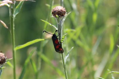 <i>Zygaena trifolii</i>