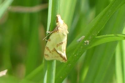 <i>Agapeta hamana</i>