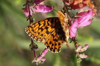 <i>Boloria dia</i>