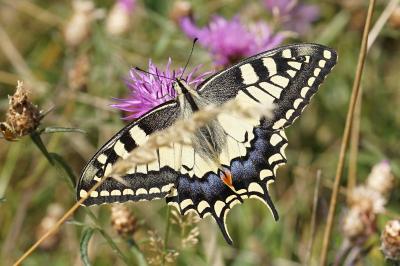 <i>Papilio machaon</i>