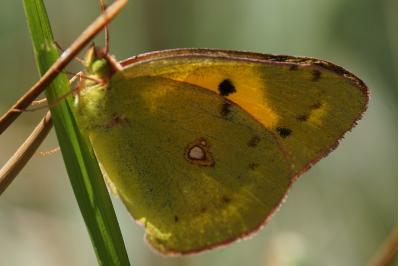 <i>Colias crocea</i>