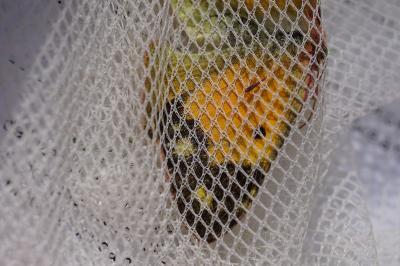 <i>Colias crocea</i>