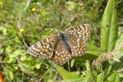 <i>Melitaea phoebe</i>