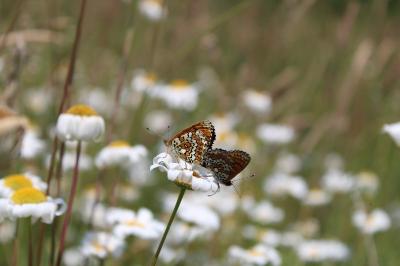 <i>Melitaea cinxia</i>
