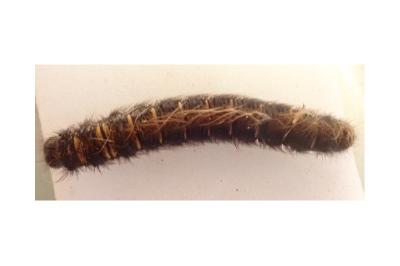 <i>Macrothylacia rubi</i>