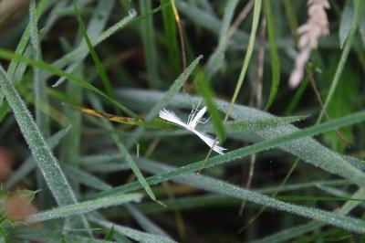 <i>Pterophorus pentadactylus</i>