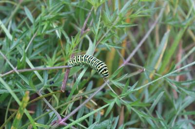 <i>Papilio machaon</i>