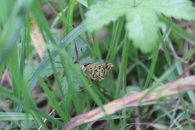<i>Lycaena tityrus</i>