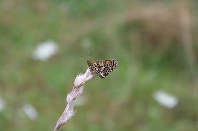 <i>Melitaea cinxia</i>