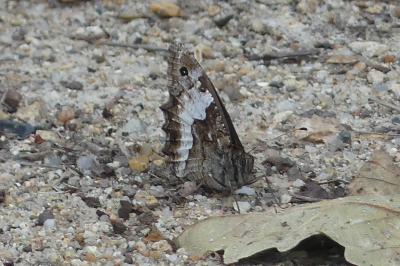 <i>Hipparchia fagi</i>