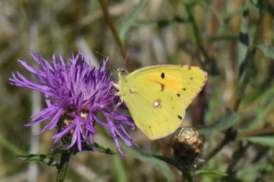 <i>Colias crocea</i>