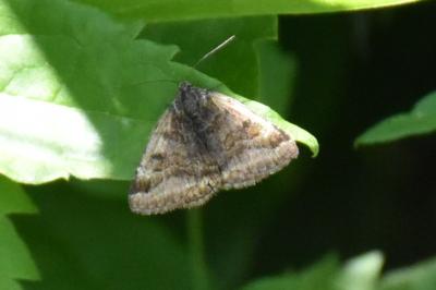 <i>Euclidia glyphica</i>