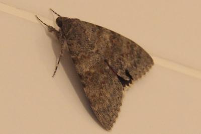 <i>Catocala elocata</i>