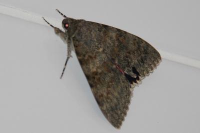 <i>Catocala elocata</i>