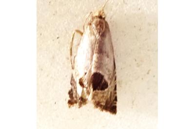 <i>Prays fraxinella</i>