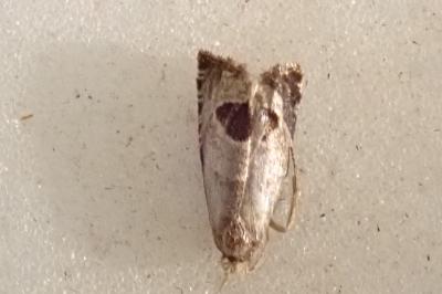 <i>Prays fraxinella</i>