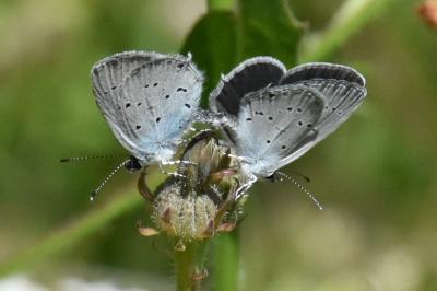 <i>Cupido alcetas</i>
