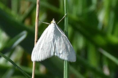 <i>Sitochroa palealis</i>