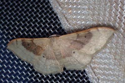 <i>Idaea degeneraria</i>