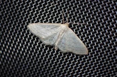 <i>Idaea subsericeata</i>