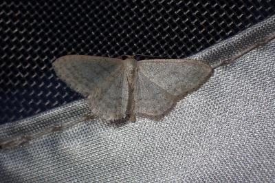 <i>Idaea subsericeata</i>