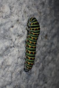<i>Papilio machaon</i>