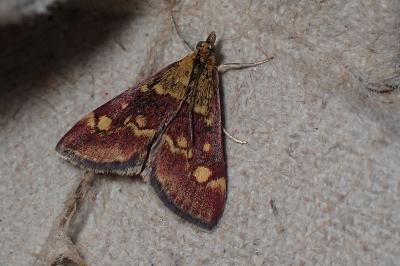 <i>Pyrausta purpuralis</i>