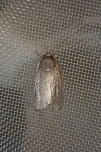 <i>Proxenus hospes</i>