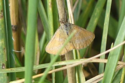 <i>Lythria purpuraria</i>