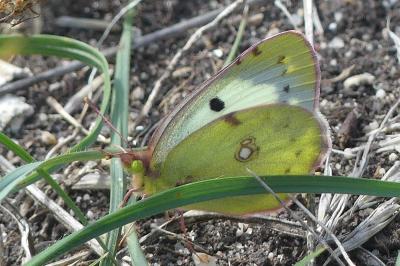 <i>Colias crocea</i>