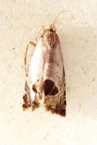 <i>Notocelia uddmanniana</i>