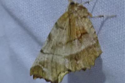 <i>Selenia dentaria</i>