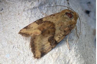 <i>Heliothis viriplaca</i>