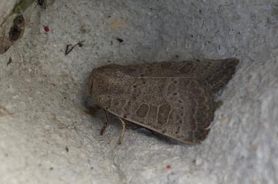 <i>Hoplodrina ambigua</i>