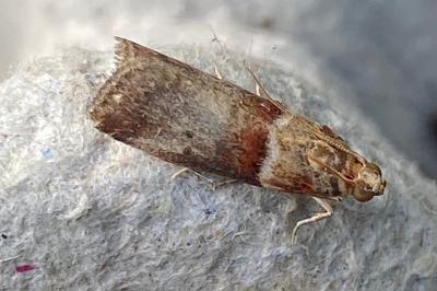 <i>Acrobasis tumidana</i>