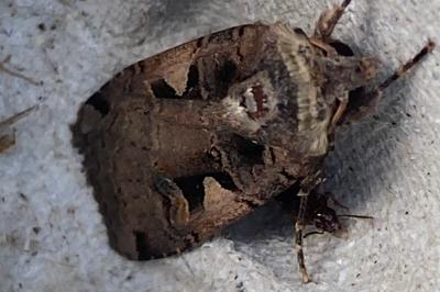 <i>Xestia c-nigrum</i>