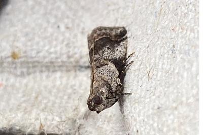 <i>Acrobasis fallouella/glaucella</i>
