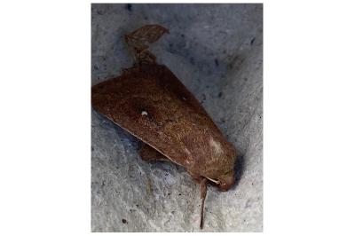 <i>Mythimna albipuncta</i>