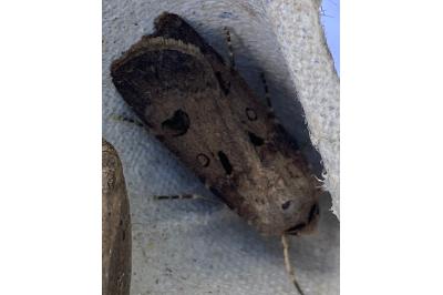 <i>Agrotis exclamationis</i>
