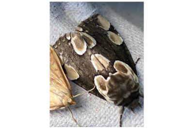 <i>Thyatira batis</i>
