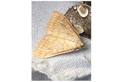 <i>Ostrinia nubilalis</i>