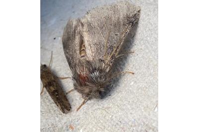 <i>Thaumetopoea pityocampa</i>