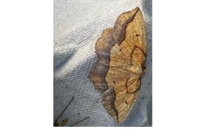 <i>Epione repandaria</i>