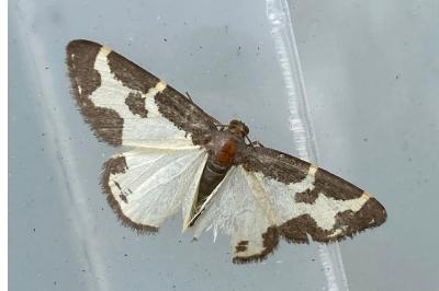 <i>Lomaspilis marginata</i>